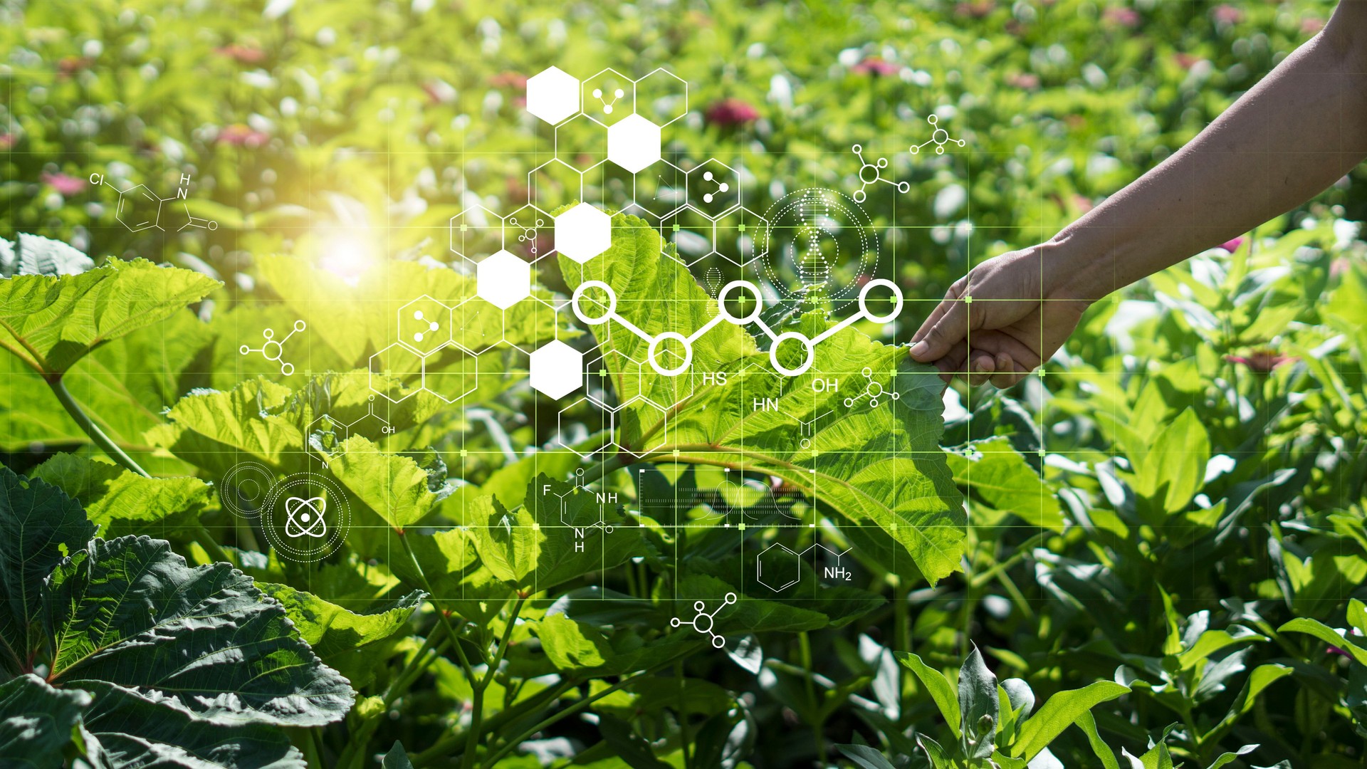 Hand touching plants green with biochemistry structure on background. Science of plant research, Chromosome DNA and genetic in nursery outdoor.